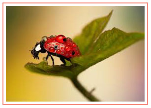 ladybug-photo-color