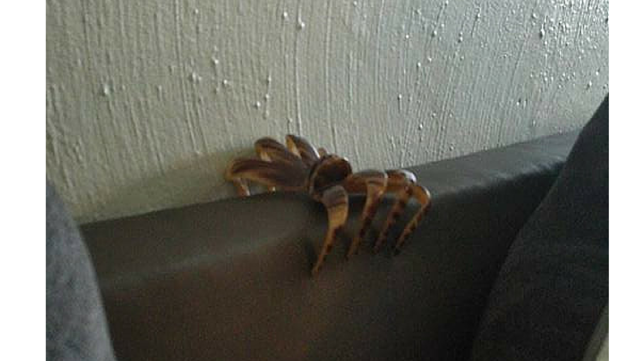 Hair Clip Spider