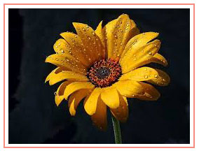 sunflower-on-black
