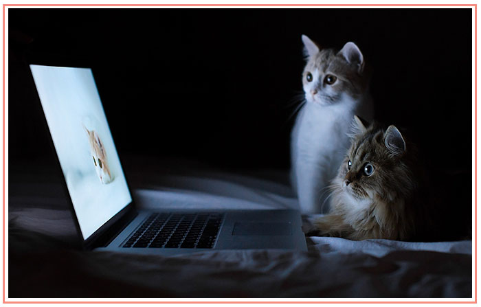 cats-laptop-bright-light