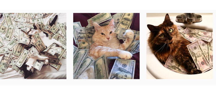 cash cats